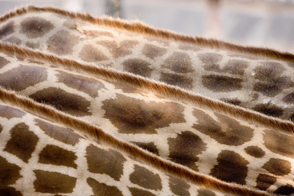 Pelle e piume Giraffa . — Foto Stock