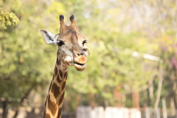 Testa di giraffa . — Foto Stock