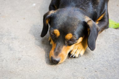 Dachshund köpek dinlenme küçük.
