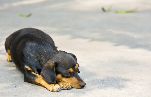 Dachshund perro pequeño descansando . — Foto de Stock