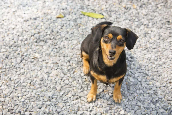 Black-brown Dachshund sit down. — Stock Photo, Image