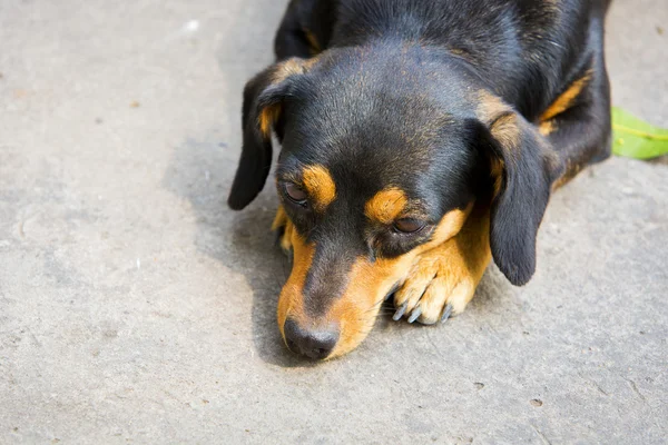 Dachshund perro pequeño descansando . — Foto de Stock