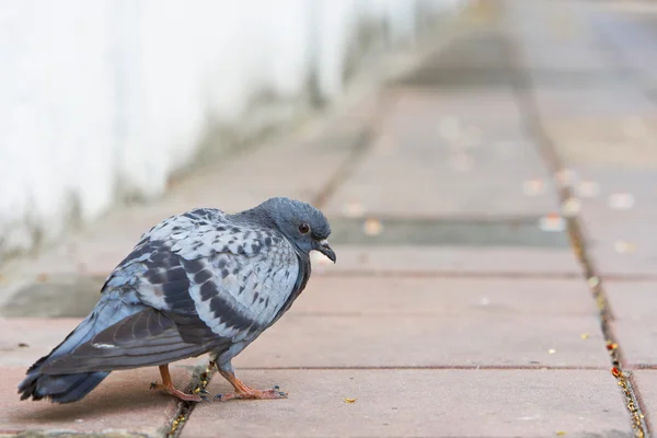 Pássaro de um pombo pomba cor cinza andando sobre concreto . — Fotografia de Stock