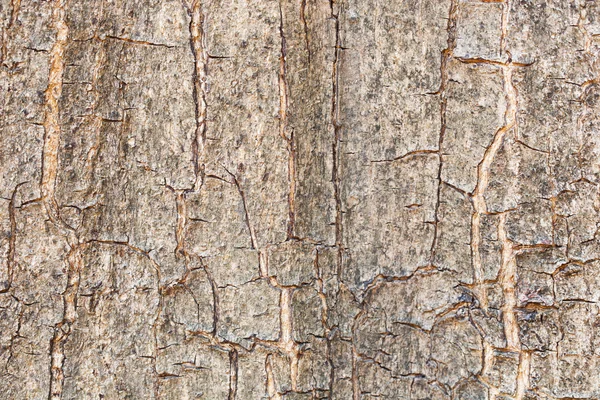 Wood tree background — Stock Photo, Image