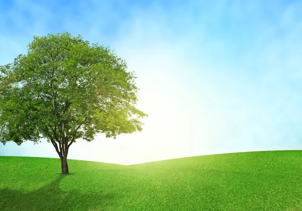 Green field, blue sky and tree lighting flare on grass. — Stock Photo, Image