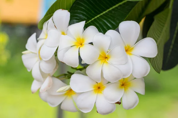 Plumeria or Paper flower on tree plant — Stock Photo, Image