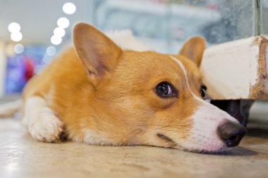 Pembroke Galler corgi yere çömelmiş.