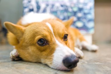 Pembroke corgi çömelmiş ve uyku Galler.