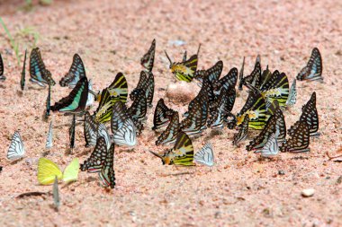 Kelebekler ortak jay grup maden kum üzerine yemiş..
