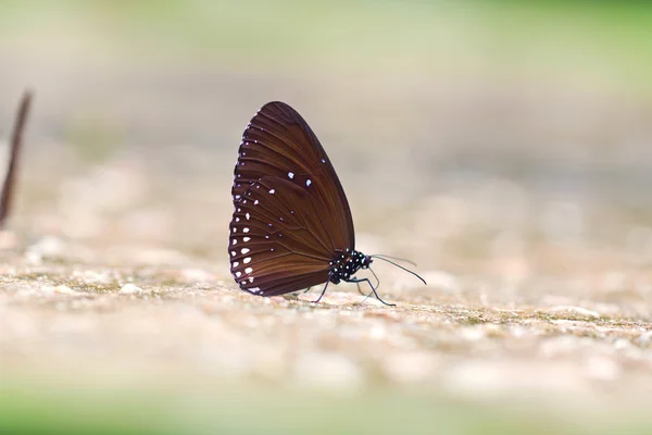 Borboleta: Corvo comum no parque natural . — Fotografia de Stock