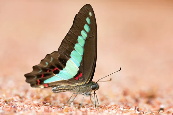 Borboleta comum gaio comido mineral na areia . — Fotografia de Stock