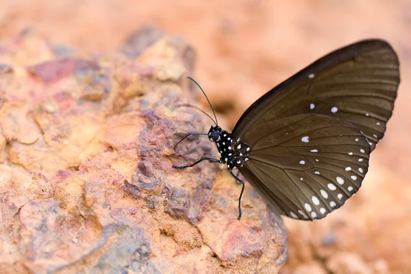 A Borboleta "Coroa Comum" comeu mineral na areia . — Fotografia de Stock