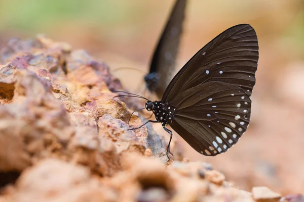 A Borboleta "Coroa Comum" comeu mineral na areia . — Fotografia de Stock