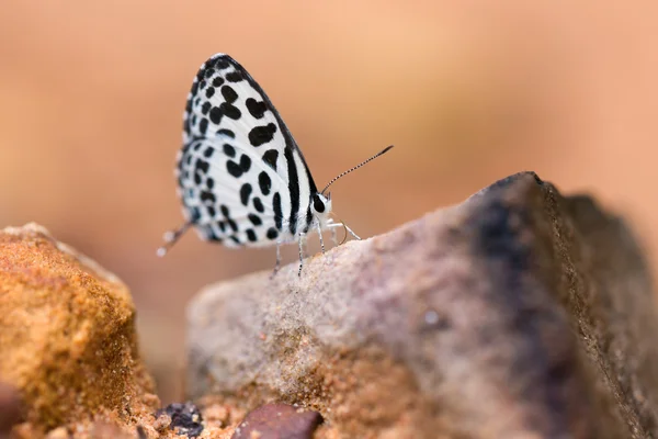 Borboleta quaker comum comido mineral na areia . — Fotografia de Stock