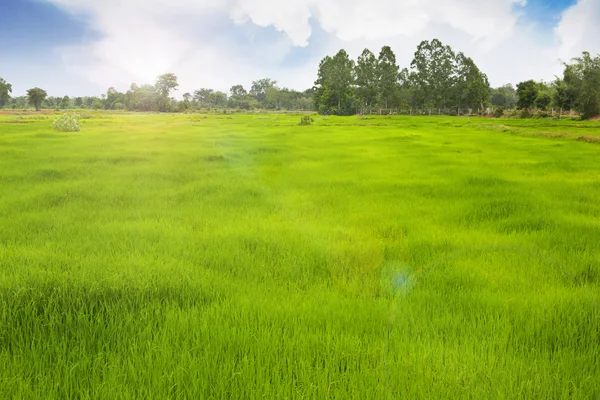 Трава для фермера, який працює на рисовому полі . — стокове фото