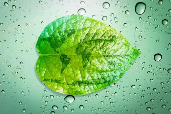 Feuille verte concept d'environnement sauver la terre . — Photo