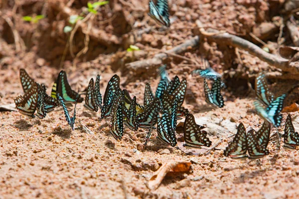 Group of butterflies common jay eaten mineral on sand. — Stock Photo, Image