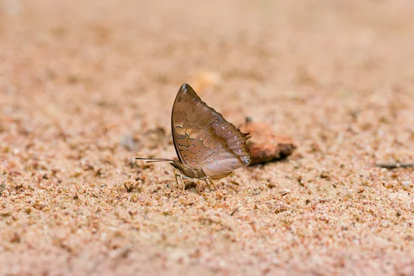 Rajo Tawny escasso comeu mineral na areia . — Fotografia de Stock