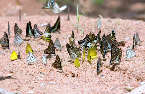 Group of butterflies common jay eaten mineral on sand. — Stock Photo, Image