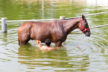 Nakhonratchasima, THAILAND - July 30, 2015 : A man washes horse 