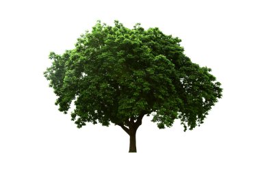 Old big tree isolated white background.