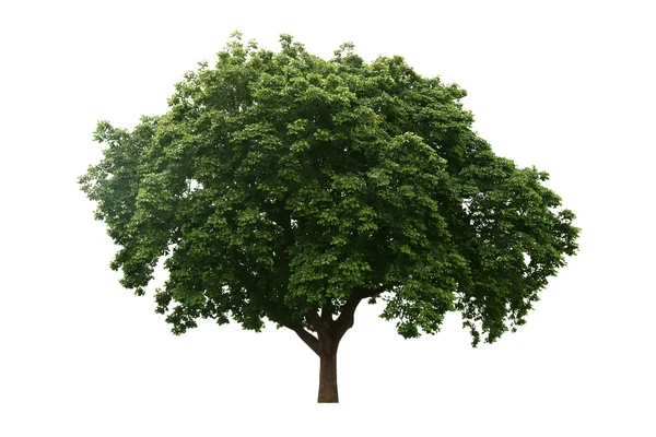 Vecchio grande albero isolato sfondo bianco . — Foto Stock