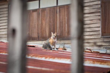 Merkezi odak kedi galvaniz çatı üzerinde.