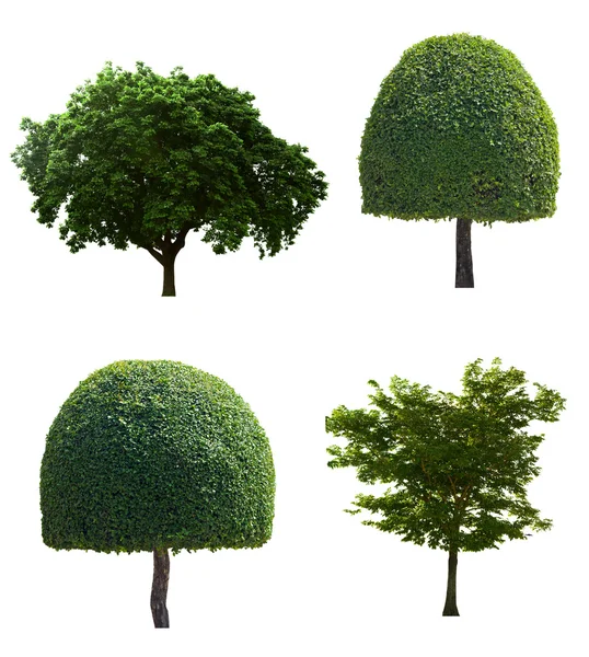 Alter großer Baum setzt isolierten weißen Hintergrund. — Stockfoto