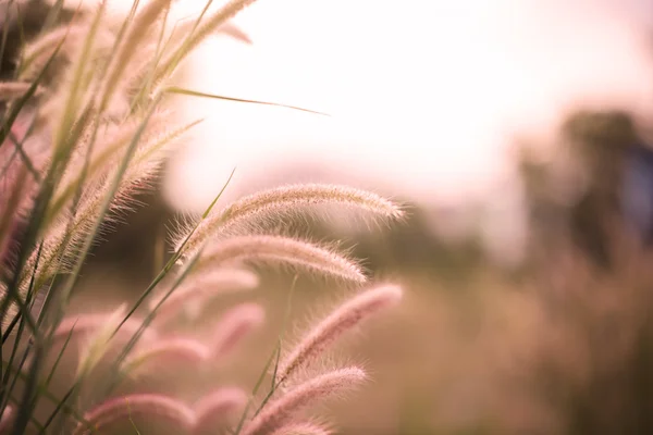 Білий трава світло відблиску (Lalang трави). — стокове фото