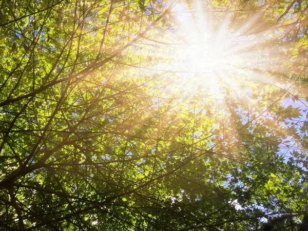 Sotto il bagliore dell'albero luce del sole . — Foto Stock