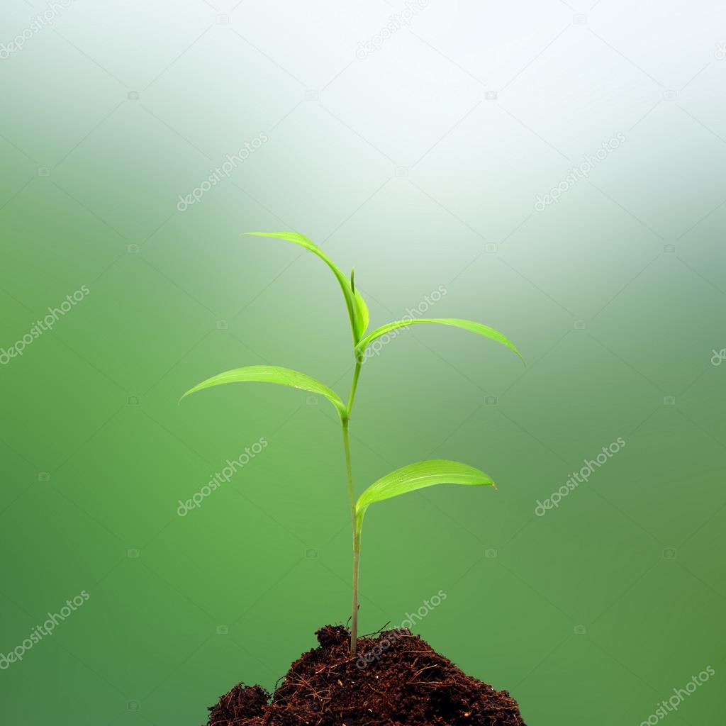 Plant grows