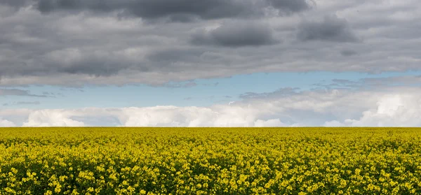 Fırtınalı gökyüzü kolza tohumu bir alan üzerinde