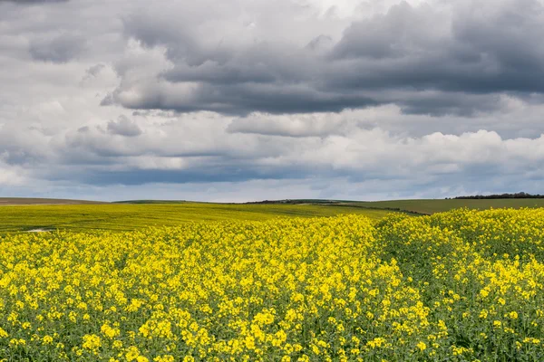 Fırtınalı gökyüzü kolza tohumu bir alan üzerinde