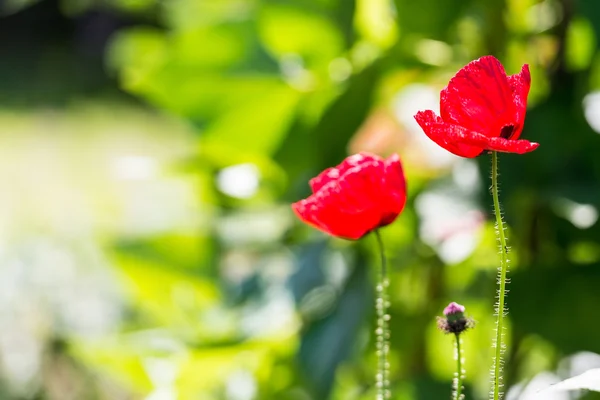 Ufuk çerçevede bir canlı kırmızı haşhaş