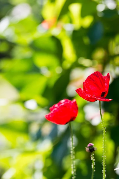 Ufuk çerçevede bir canlı kırmızı haşhaş