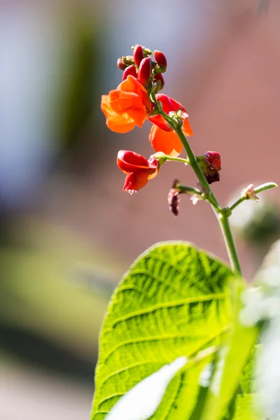 Fasulye bitki ufuk bir arka plan üzerinde çiçekler