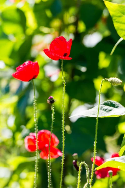 Ufuk çerçevede bir canlı kırmızı haşhaş