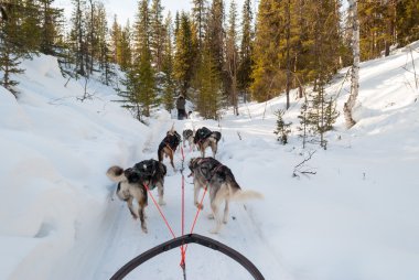 Aracılığıyla İsveçli Lapland kutuplarda kızak köpek