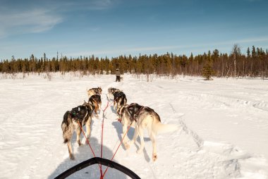 Aracılığıyla İsveçli Lapland kutuplarda kızak köpek