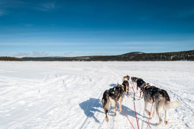 Dog sledding through the Arctic in Swedish Lapland clipart