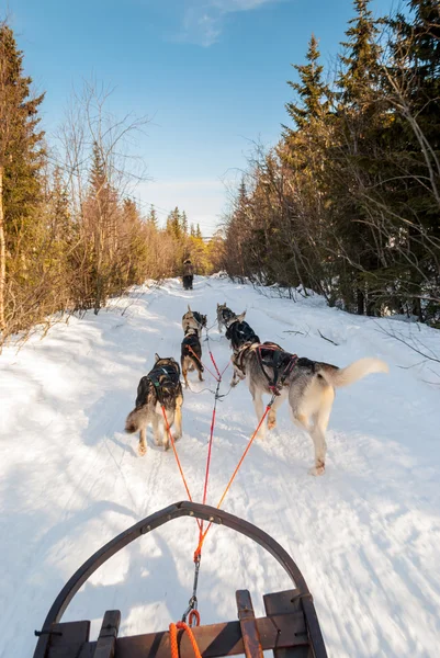 Aracılığıyla İsveçli Lapland kutuplarda kızak köpek