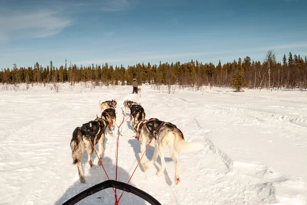 Aracılığıyla İsveçli Lapland kutuplarda kızak köpek