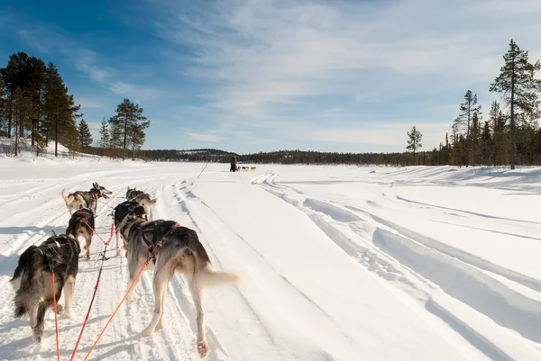 Aracılığıyla İsveçli Lapland kutuplarda kızak köpek