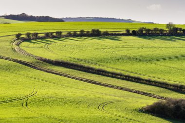 South Downs manzara karşısında sonlarında kışın güneşli çalış