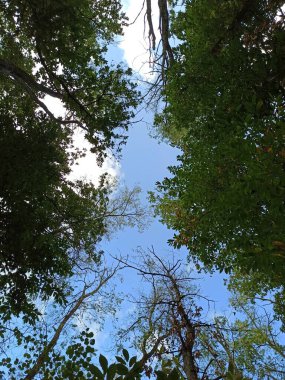 Ağaçların arasında... güzel bir gökyüzü, yoğun mavi bir renkle.