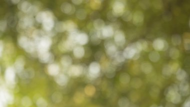 Güneş ışığı, bulanık bokeh ile karşı ağaçlarından doğal yeşil bokeh.