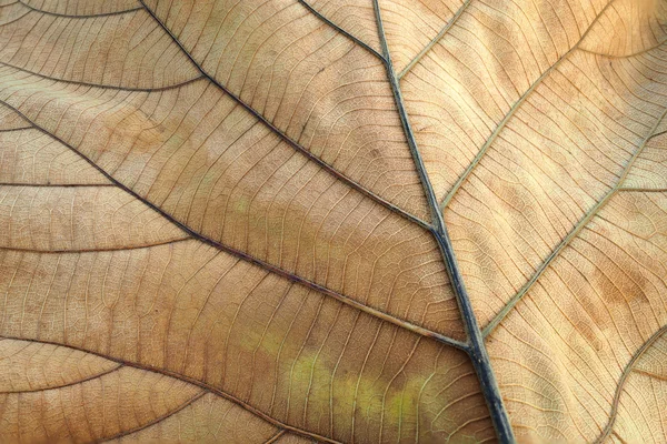 Brown αποξηραμένα φύλλα. Υφή του τικ φύλλο Εμφάνιση λεπτομερειών φύλλου στο παρασκήνιο, επιλεκτική εστίαση. — Φωτογραφία Αρχείου
