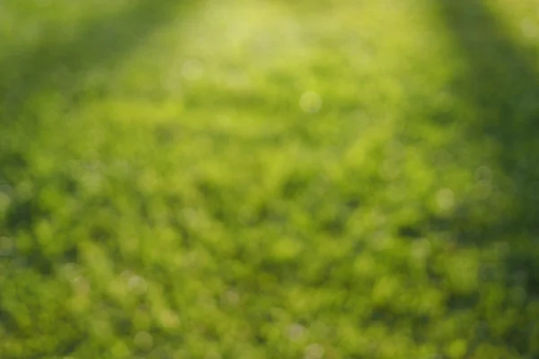 Bright green blurred background from green foliage and sunlight, green blurred wallpaper