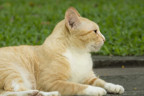 Yellow cat laying on road in the park — Stock Photo, Image