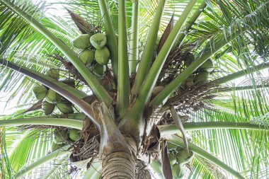 Doğada tatlı Hindistan cevizi ağacı